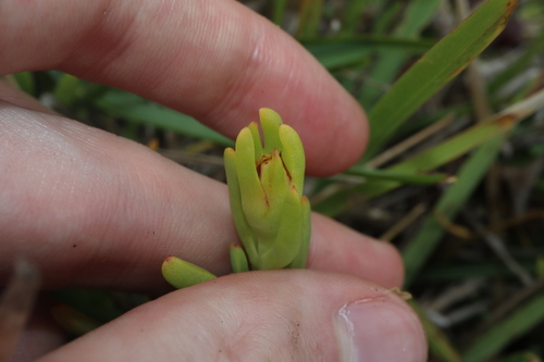 Image of Lampranthus spectabilis by (c) Thomas Mesaglio, some rights reserved (CC BY)