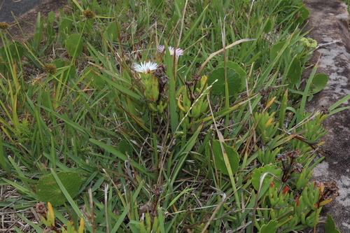 Image of Lampranthus spectabilis by (c) Thomas Mesaglio, some rights reserved (CC BY)