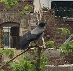 Corvus cornix
