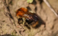 Bombus pascuorum