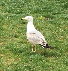 Larus michahellis