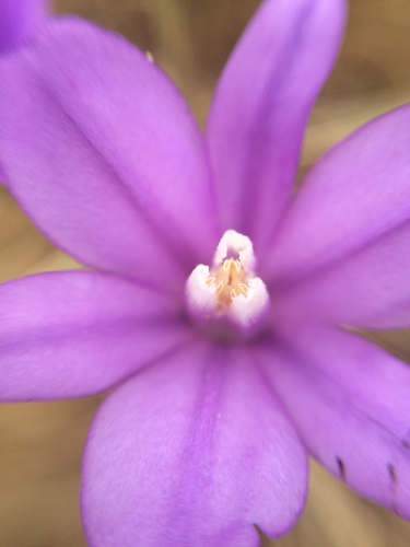 iNaturalist observation photo of Brodiaeas