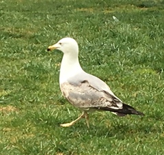 Larus michahellis