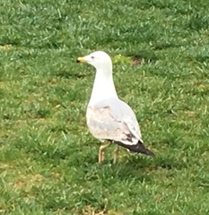 Larus michahellis