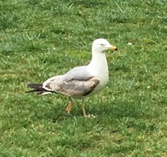Larus michahellis