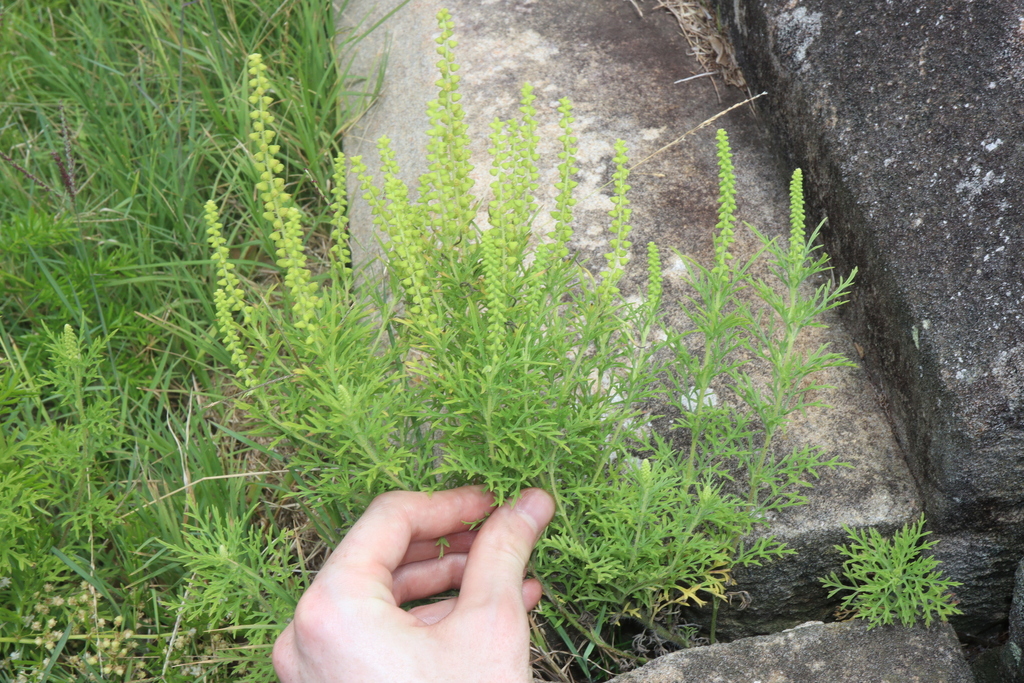 common ragweed from Sydney NSW, Australia on January 11, 2024 at 12:18 ...