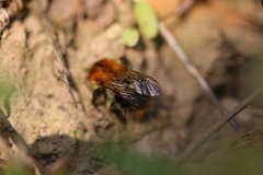 Bombus pascuorum