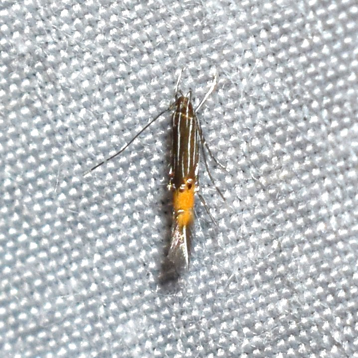 Cosmopterix dapifera