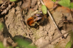 Bombus pascuorum
