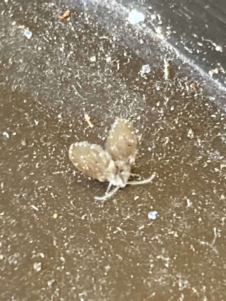 Bathroom Moth Fly from Burraneer Rd, Coomba Park, NSW, AU on January 11 ...