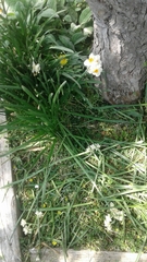 Narcissus