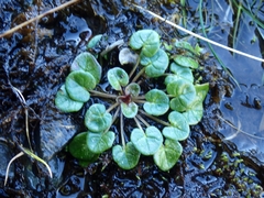 Cochlearia danica