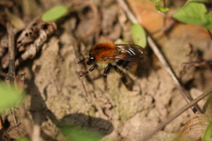 Bombus pascuorum