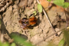 Bombus pascuorum