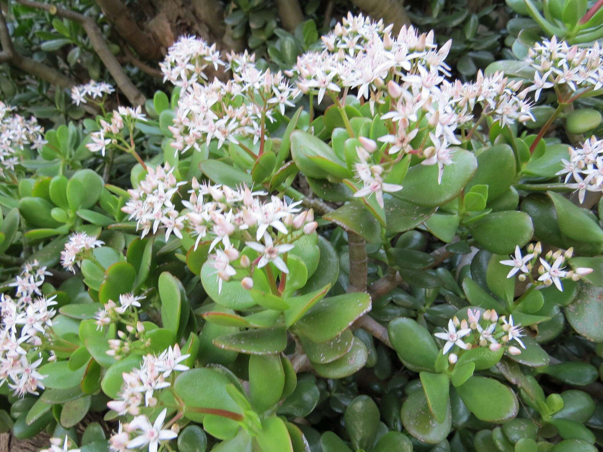 Imagem de Planta-jade