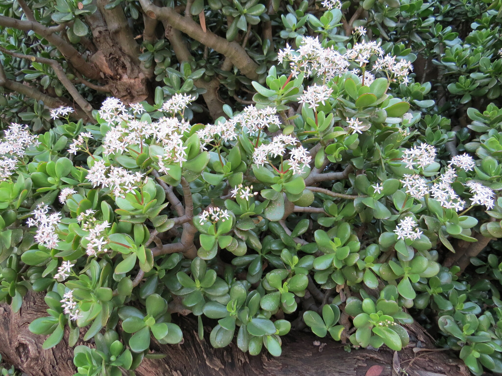 Imagem de Planta-jade