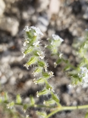 Cryptantha pterocarya