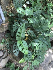 Monstera adansonii image