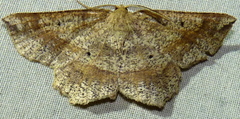 Euchlaena marginaria
