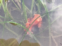 Yungia aurantiaca
