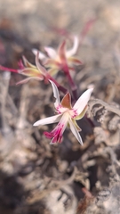 Pelargonium ceratophyllum, photograph (c) Petra Holland, some rights reserved (CC BY)