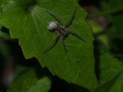 Pardosa laura