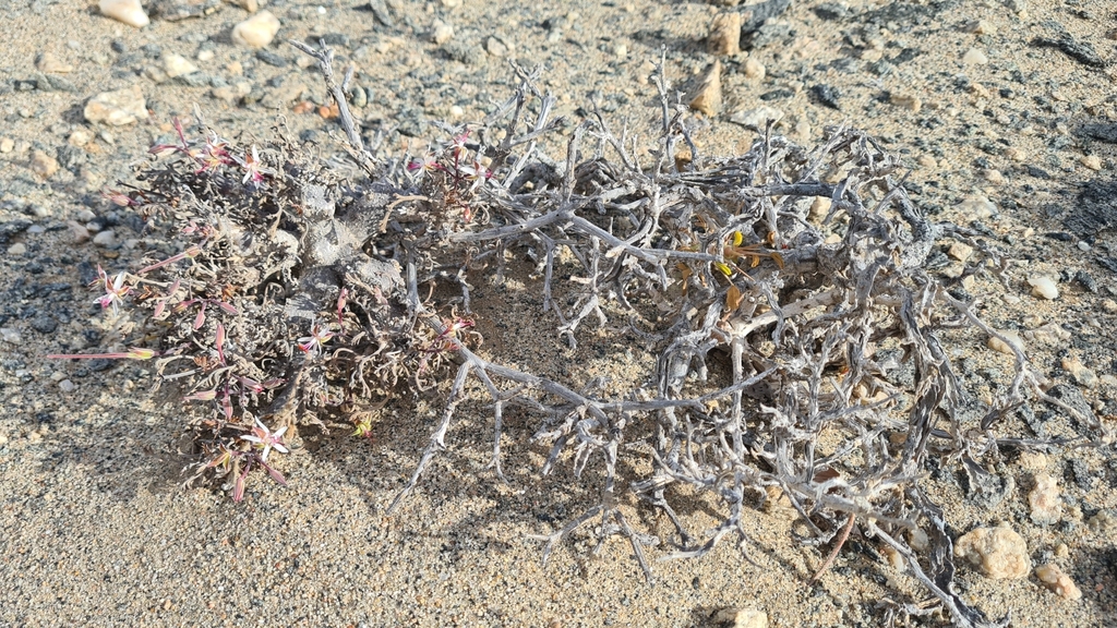Pelargonium ceratophyllum; photograph (c) Petra Holland, some rights reserved (CC BY)