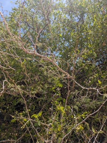 Image of Salvadora persica by (c) Rhonda Ridley, some rights reserved (CC BY-SA)