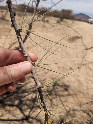 Image of Parkinsonia africana by (c) Rhonda Ridley, some rights reserved (CC BY-SA)
