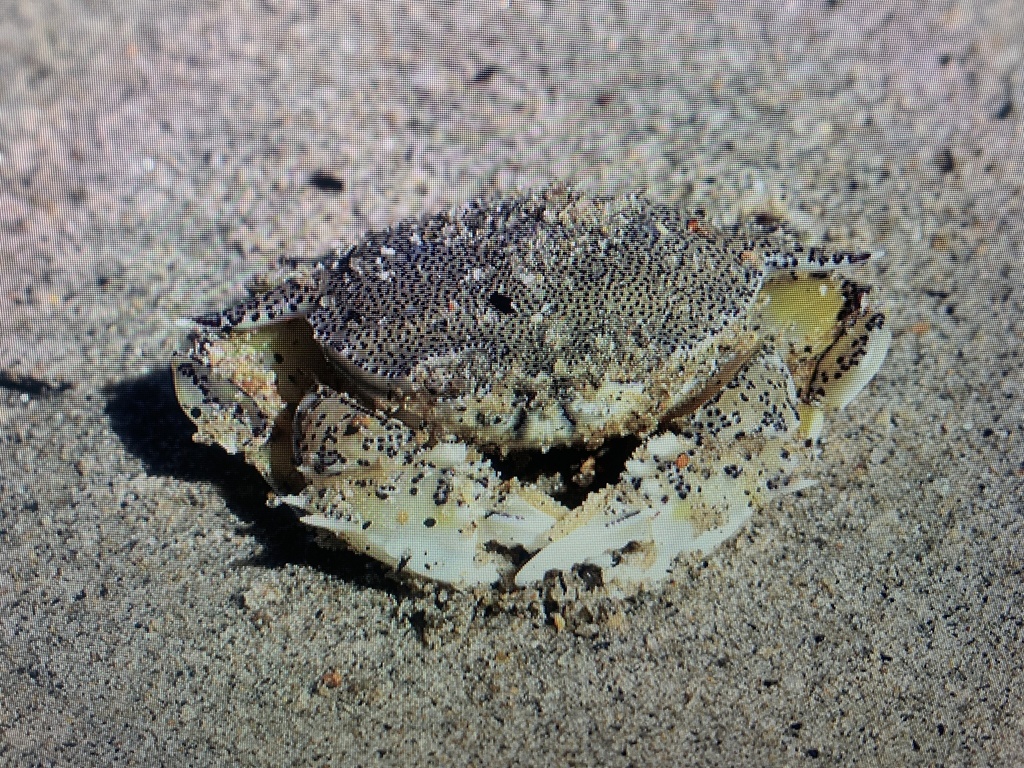 Crabs, Lobsters, Shrimps, and Allies from Bloomfield, QLD, AU on