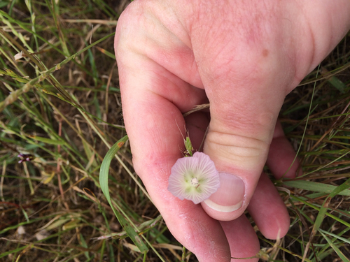 iNaturalist observation photo of Hairy Checkerbloom