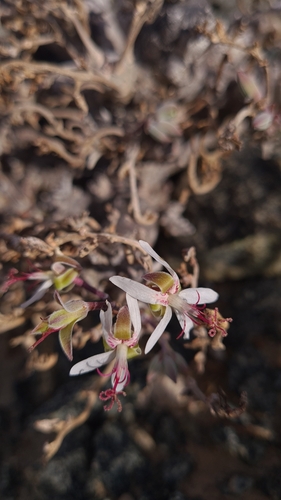 Pelargonium ceratophyllum, photograph 4