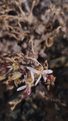 (c) Petra Holland, some rights reserved (CC BY) Pelargonium ceratophyllum, photograph (c) Petra Holland, some rights reserved (CC BY)
