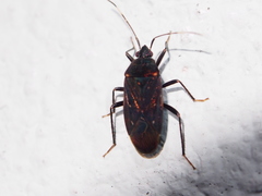 Neolethaeus assamensis