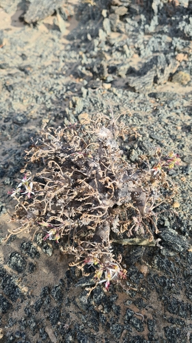 Pelargonium ceratophyllum, photograph 5