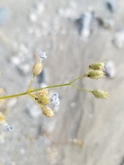 Gilia stellata