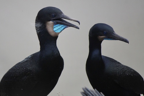 Brandt's Cormorant, photo 2 of 7