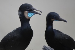 Brandt's Cormorant photo 4