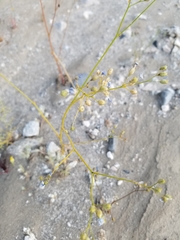 Gilia stellata