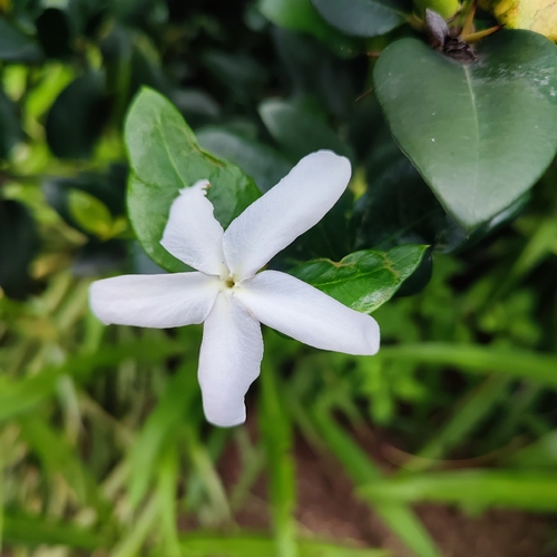 Foto de Natal-plum