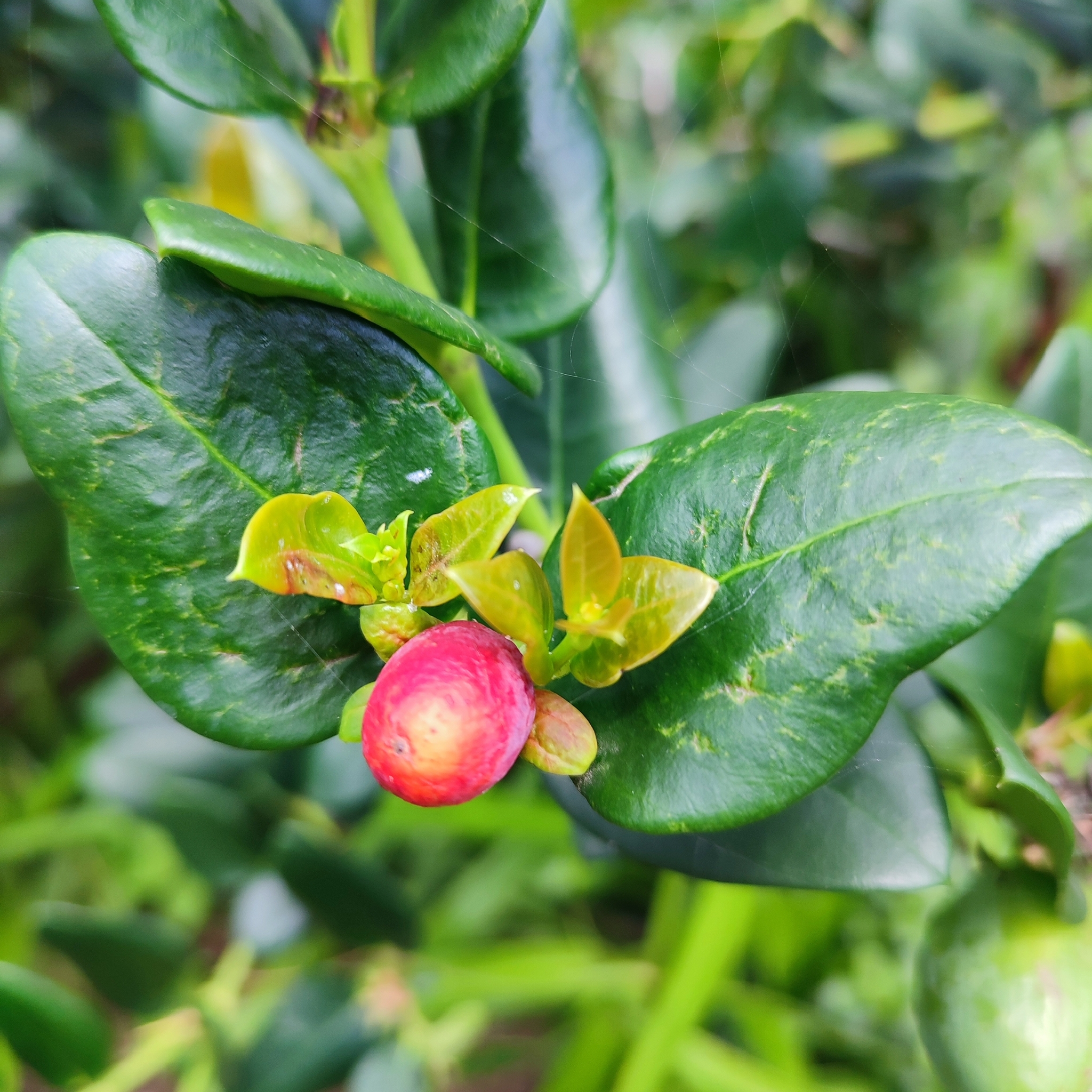Imagem de Natal-plum