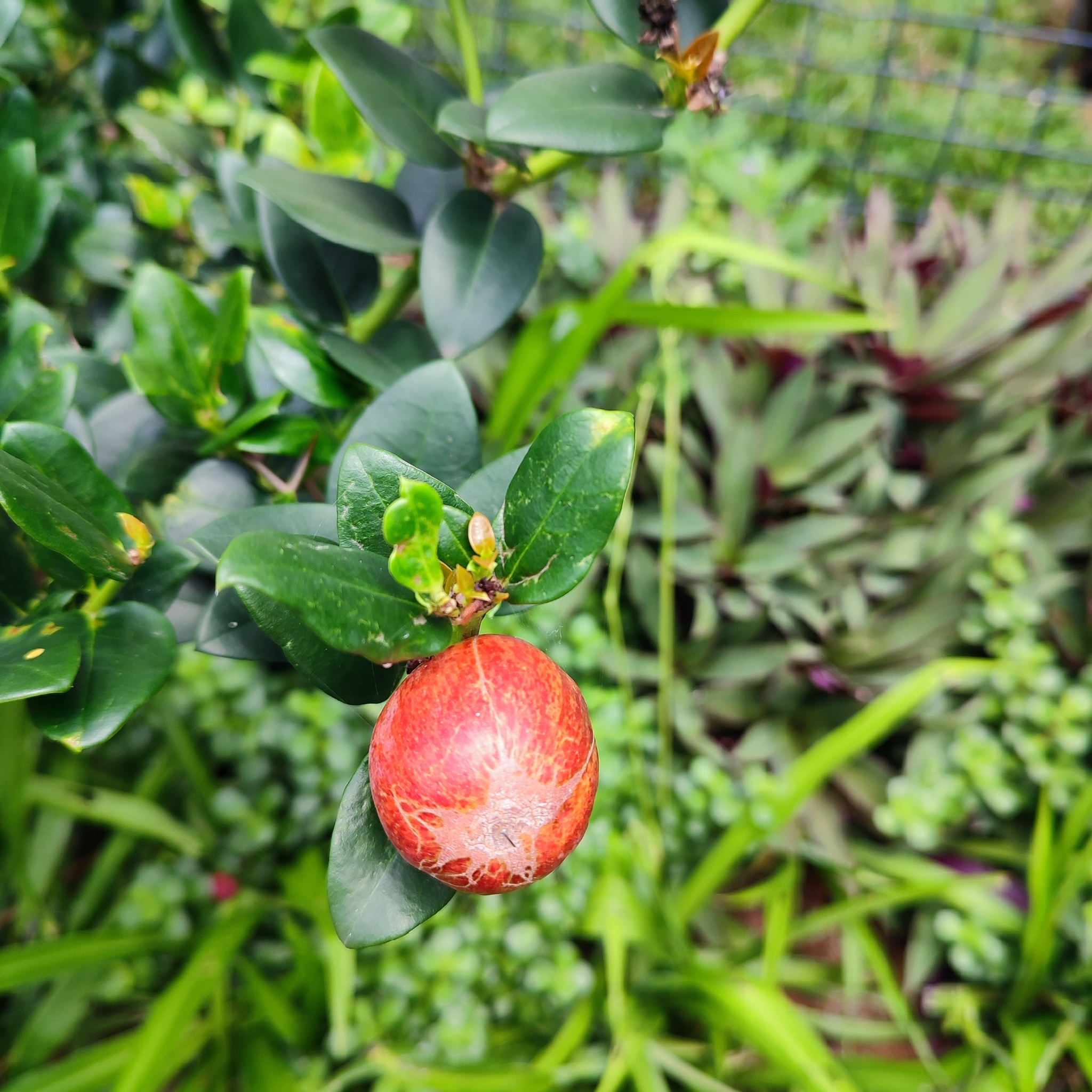 Imagem de Natal-plum