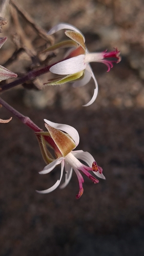 Pelargonium ceratophyllum