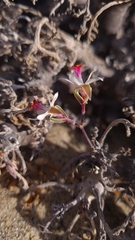 (c) Petra Holland, some rights reserved (CC BY) Pelargonium ceratophyllum, photograph (c) Petra Holland, some rights reserved (CC BY)