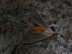 Creatonotos transiens vacillans