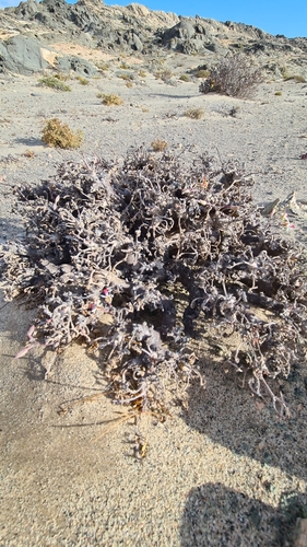 Pelargonium ceratophyllum, photograph 3