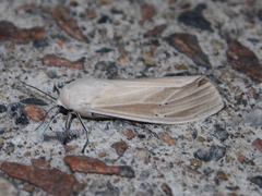 Creatonotos transiens vacillans