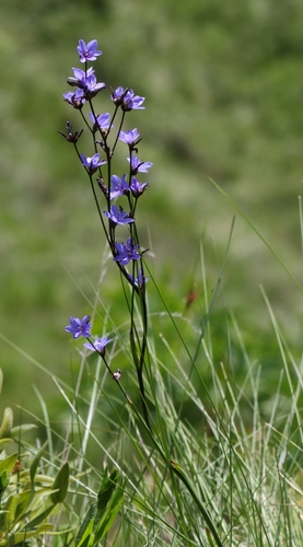 Aristea angolensis (Aristea angolensis)