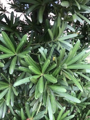 Podocarpus costalis