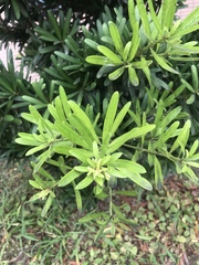 Podocarpus costalis